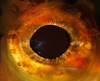 Illustration for article titled The eyes of animals look a lot like alien worlds